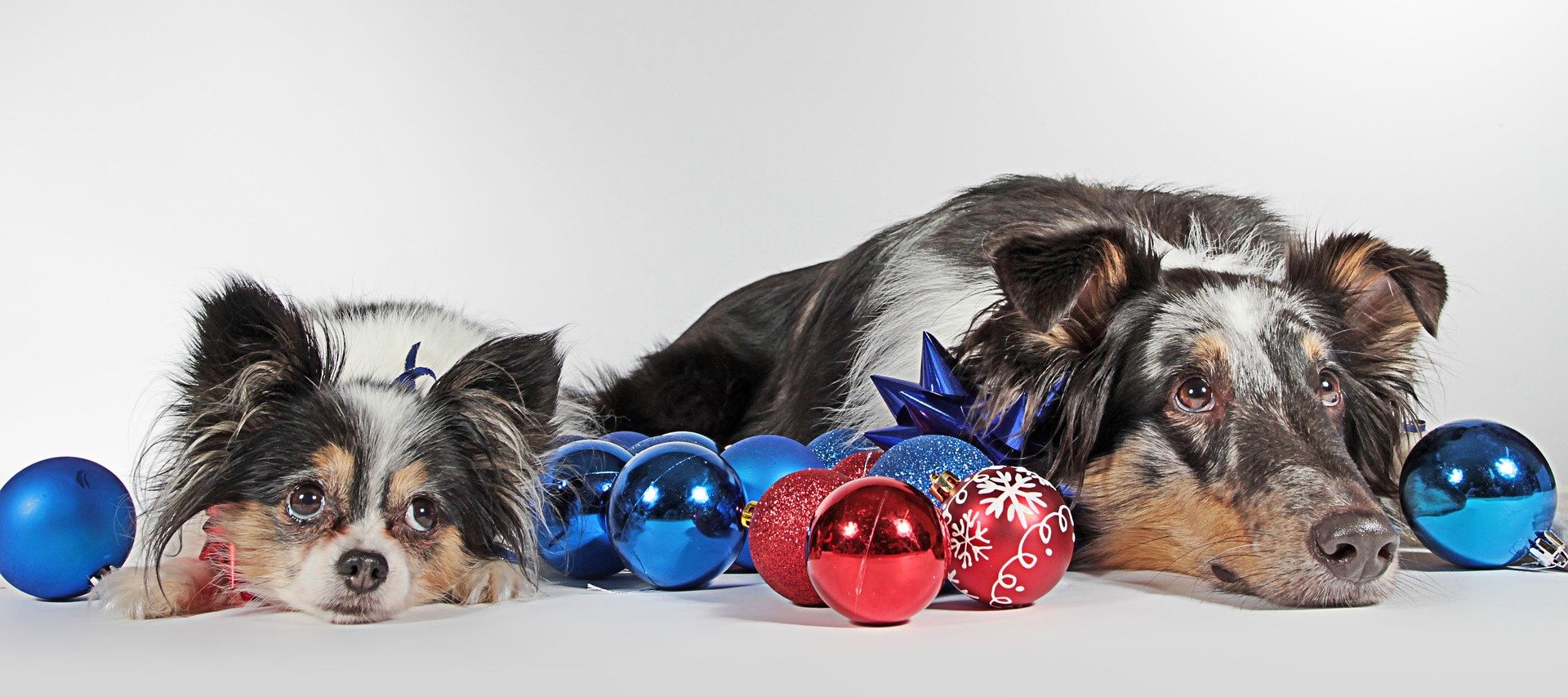 4 witzige Hunde Figuren Weihnachten - Hundefiguren als Geschenk für H